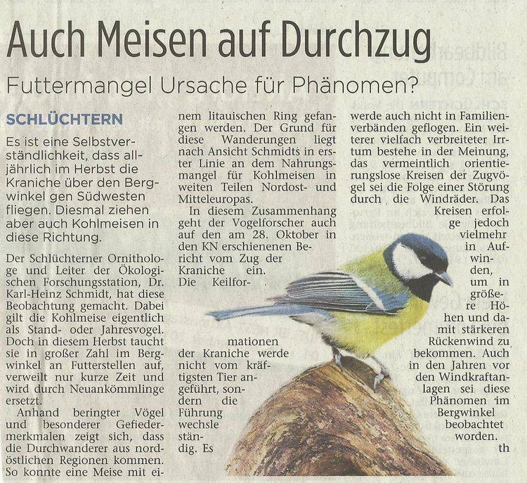 Presseartikel Auch Meisen auf Durchzug - Futtermangel Ursache für Phänomen