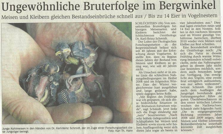 Presseartikel Ungewöhnliche Bruterfolge im Bergwinkel - Meisen und Kleibern gleichen Bestandeseinbrüche schnell aus / Bis zu 14 Eier in Vogelnestern